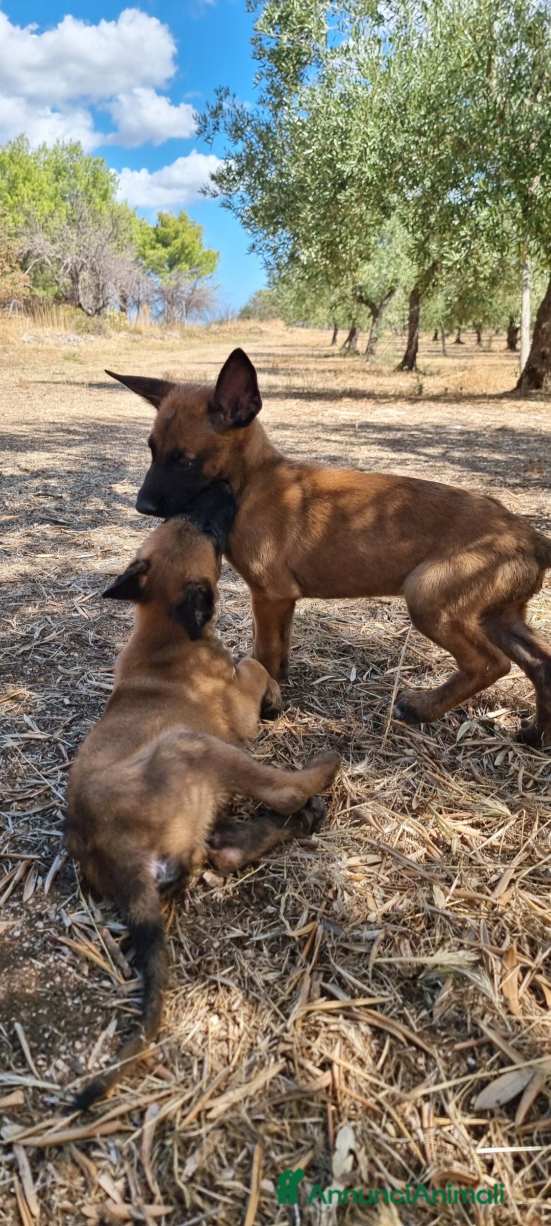 Pastore Belga cani in vendita: Cuccioli Pastore Belga Malinois Napoli Caserta - Annuncio 3