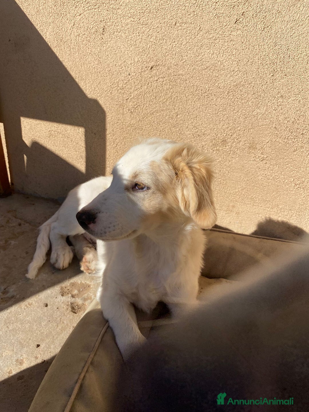 Meticcio cani in regalo: FUFFY  - Annuncio 7