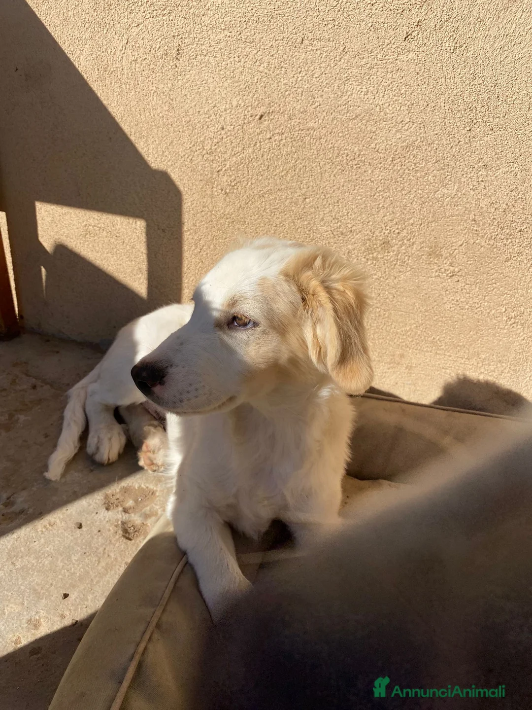 Meticcio cani in regalo: FUFFY  - Annuncio 7