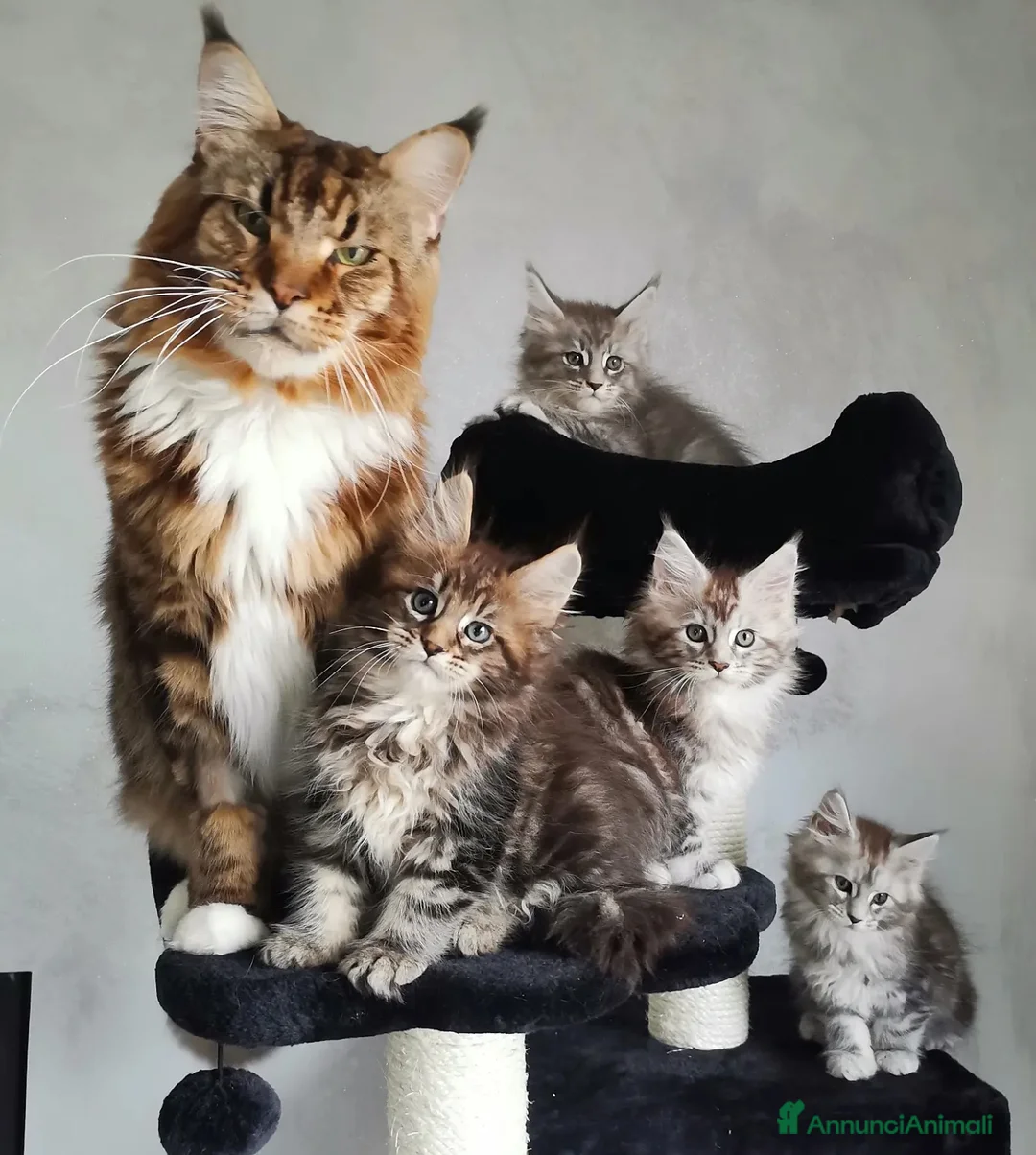 Immagine della galleria {{count}}