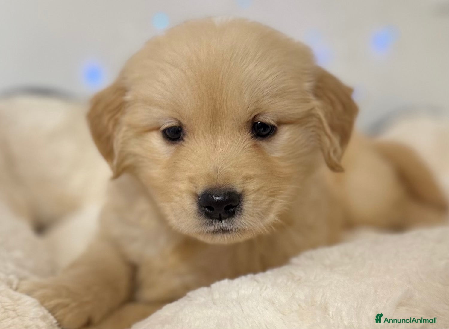 Golden Retriever cani 🐾 Golden Retriever – disponibili da subito! 🐾 - Annuncio 9