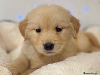 Golden Retriever cani 🐾 Golden Retriever – disponibili da subito! 🐾 - Annuncio 9