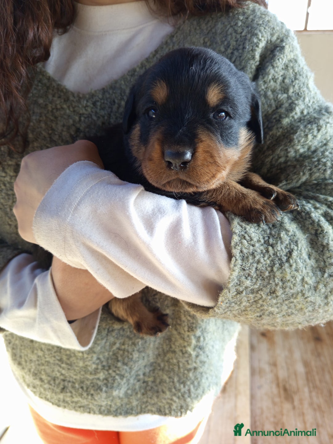 Rottweiler cani in vendita: Cuccioli rottweiler  - Annuncio 14