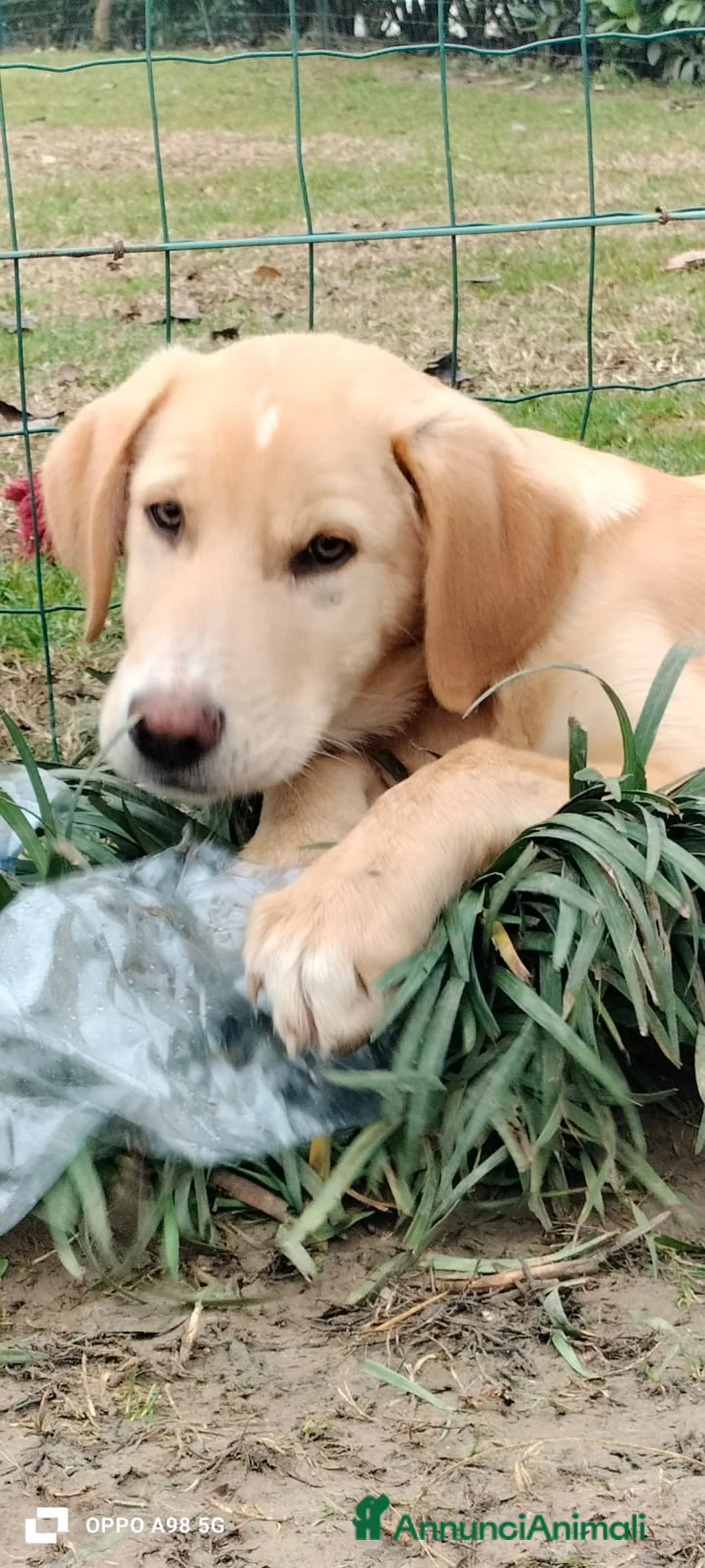 Meticcio cani in regalo: Danny - Annuncio 5