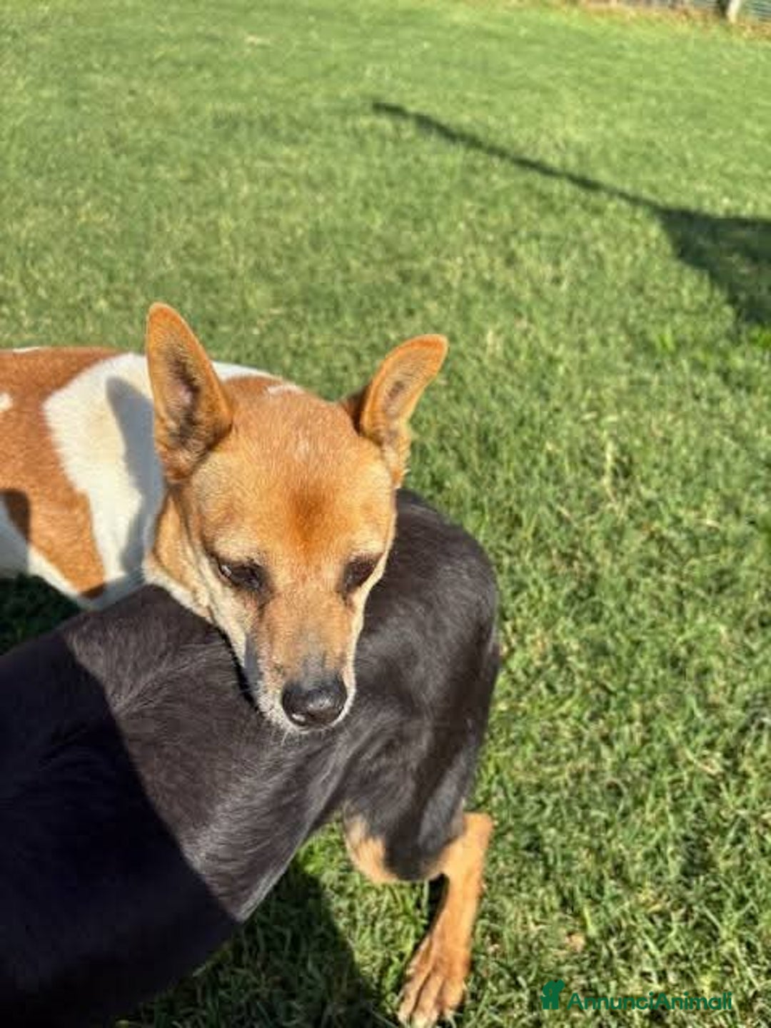 Meticcio cani in regalo: TIC simpaticissimo derivato jack russel - Annuncio 5