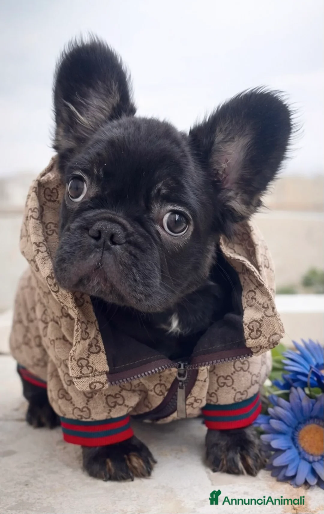 Bulldog Francese cani in vendita: Bulldog francese fluffy a Libero consorzio comunale di Agrigento - Annuncio 1