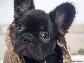 Bulldog Francese cani Bulldog francese fluffy a Libero consorzio comunale di Agrigento - Annuncio 1