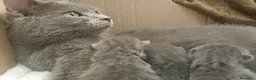 Certosino gatti in vendita: GATTINA CERTOSINA CON PEDIGREE - Annuncio 5
