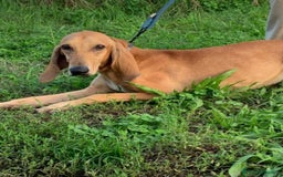 Segugio cani in regalo: Segugio Italiano 18mesi presto in canile.ROVIGO - Immagine 4