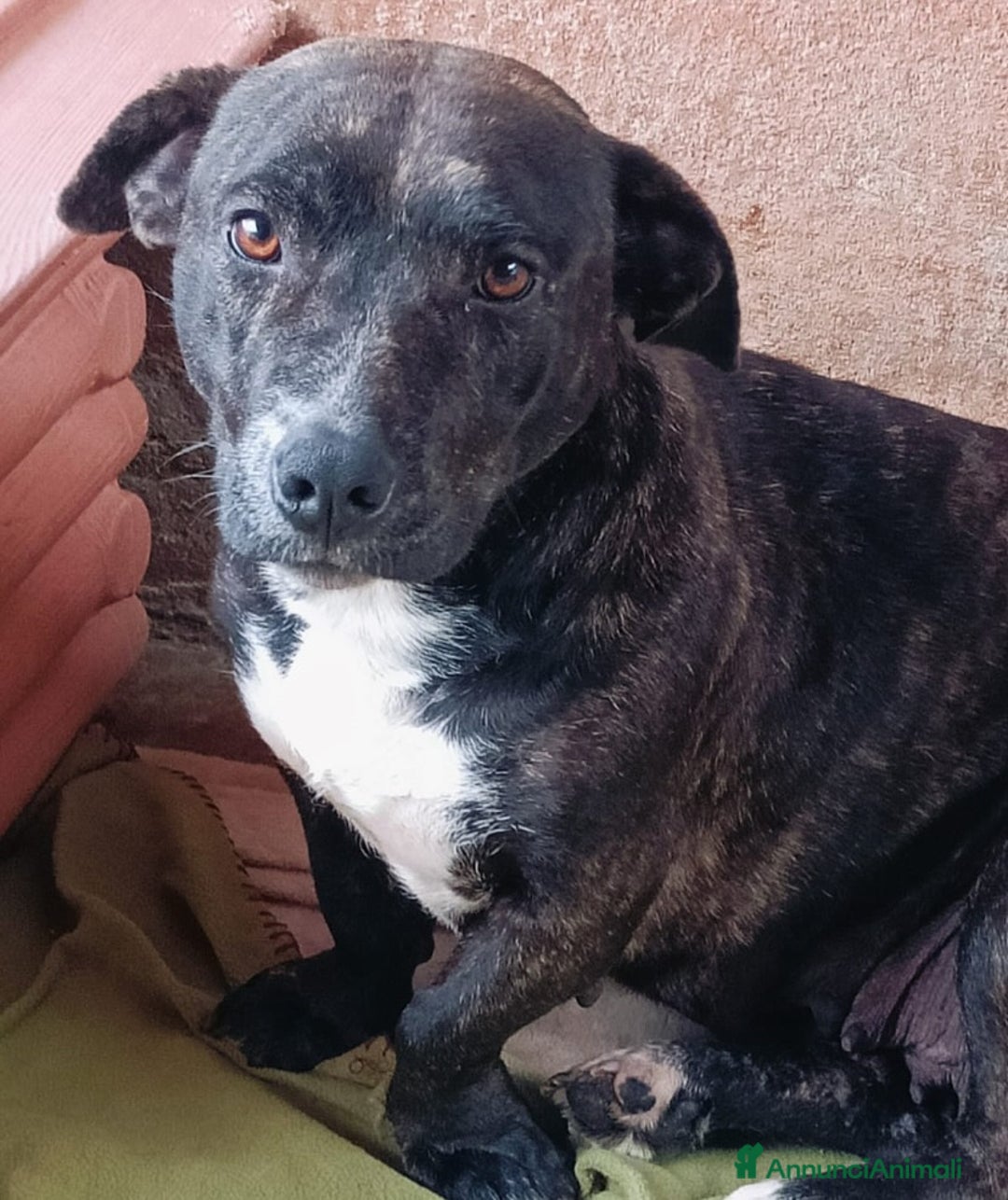 Meticcio cani in regalo: AMY 3 anni dolce ed affettuosa cerca adozione a Provincia di Latina - Annuncio 3