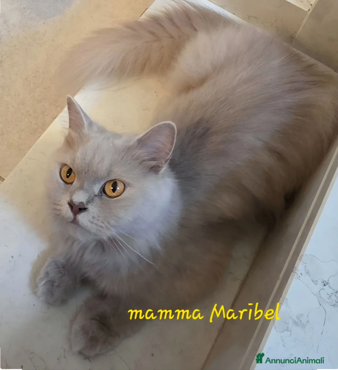 British gatti in vendita: Femmina british shorthair chocolate  - Annuncio 4