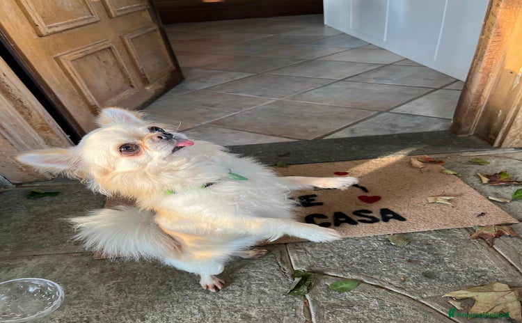 Chihuahua cani - Annuncio 19