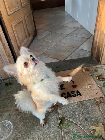 Chihuahua cani - Annuncio 19