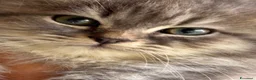 Siberiano gatti in vendita: cucciole di siberiano con pedigree - Annuncio 13