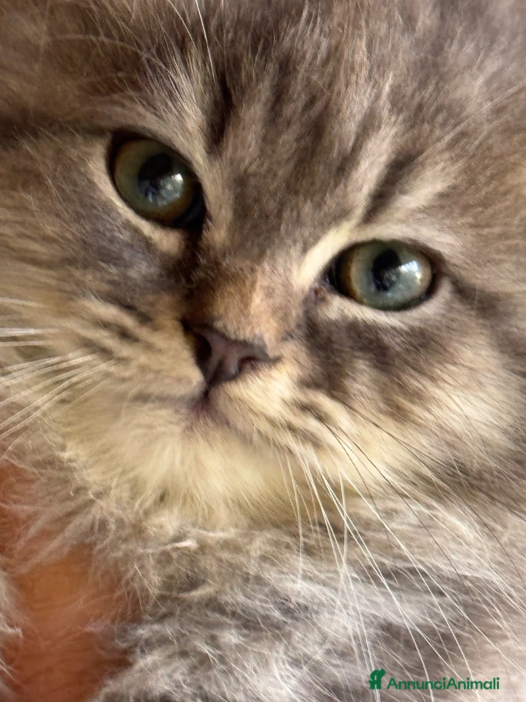 Siberiano gatti in vendita: cucciole di siberiano con pedigree - Annuncio 13