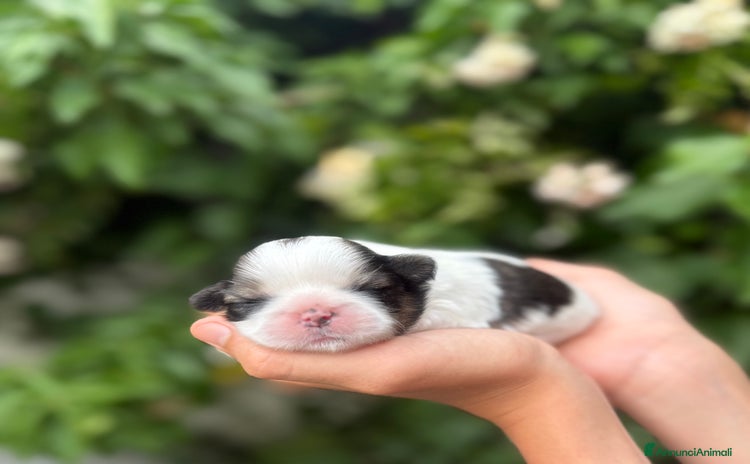 Shih Tzu cani a Provincia di Parma - Annuncio 5