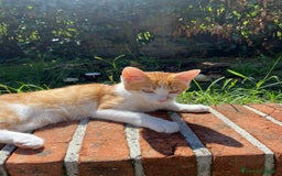 Altre razze gatti in regalo: GATTINI DOLCISSIMI - Annuncio 6