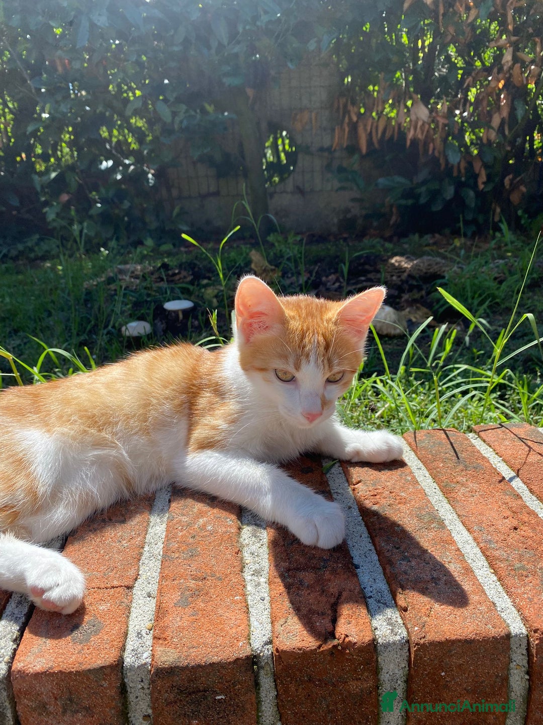 Altre razze gatti in regalo: GATTINO DOLCISSIMO - Annuncio 2