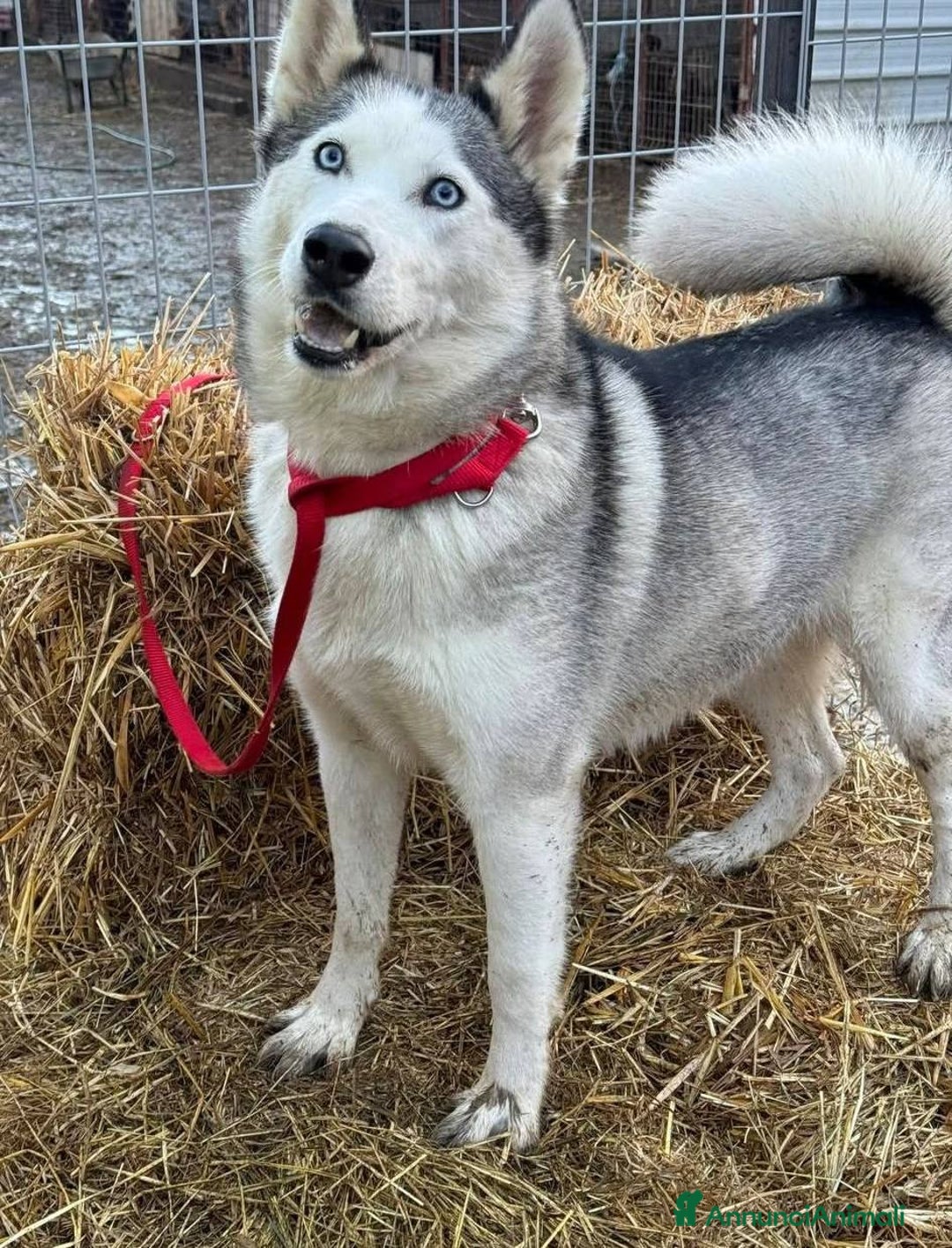 Husky cani in regalo: CINDY, splendida HUSKY cerca famiglia! - Annuncio 9