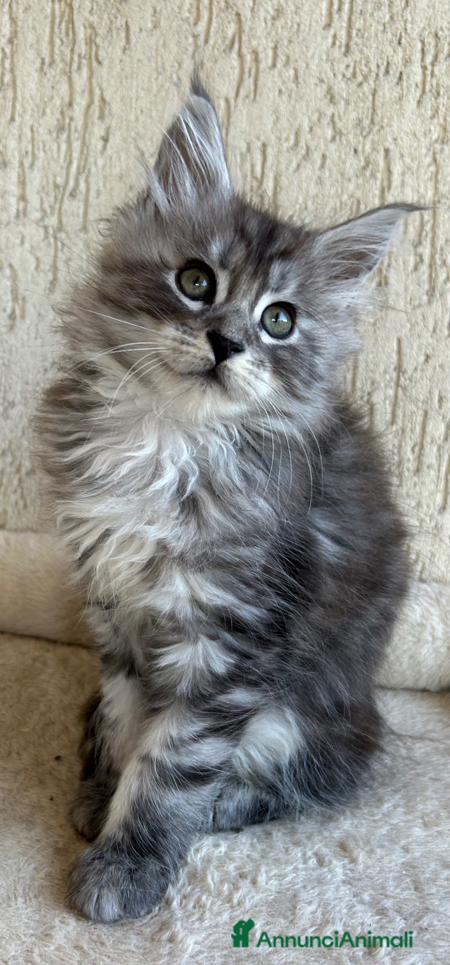 Maine Coon gatti Maine Coon  - Annuncio 13