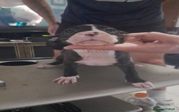 Pitbull cani in vendita: CUCCIOLI DI PITBULL a Provincia di Viterbo - Immagine 19
