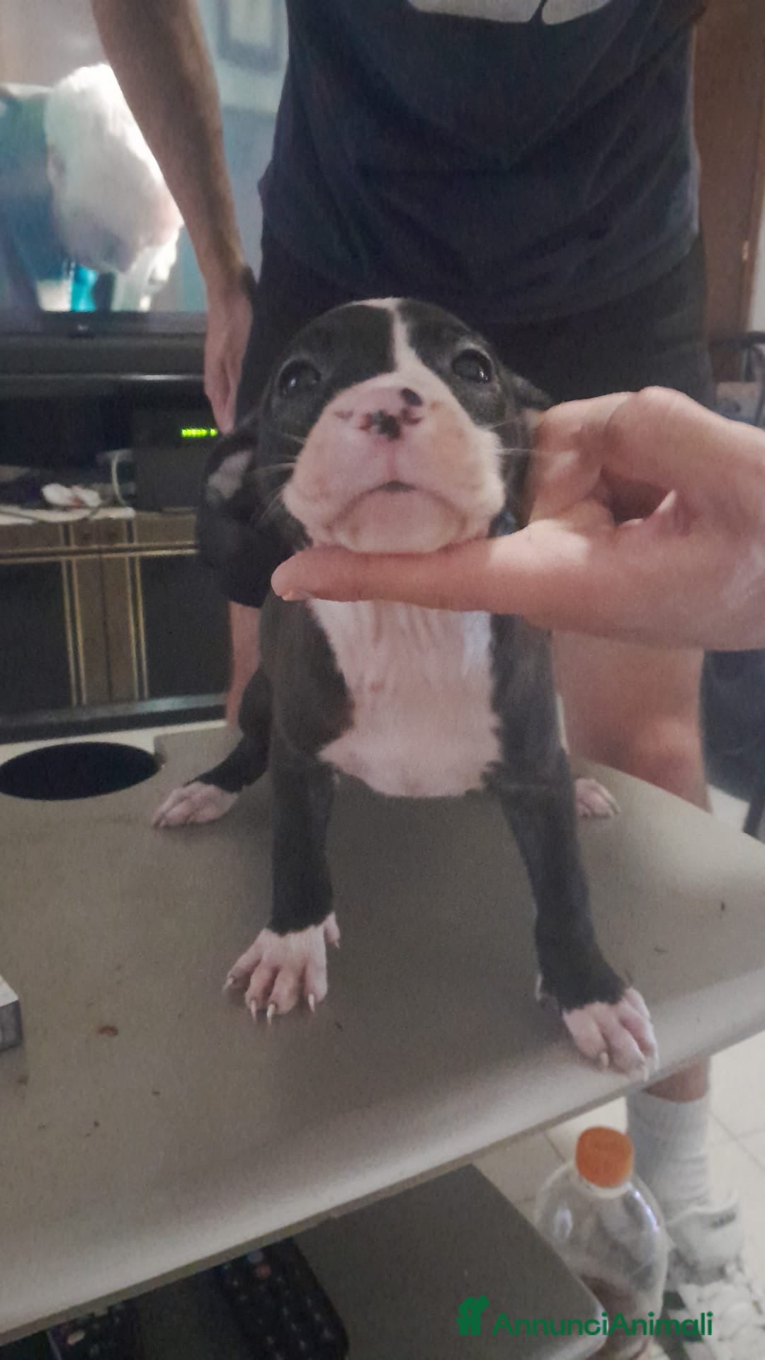 Pitbull cani in vendita: CUCCIOLI DI PITBULL a Provincia di Viterbo - Immagine 19
