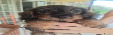 Bassotto 1