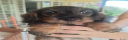 Bassotto cani in vendita: Cuccioli di bassotto a pelo duro - Annuncio 5