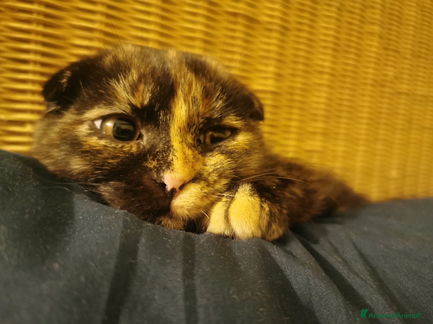 Scottish gatti Scottish fold  - Annuncio 2