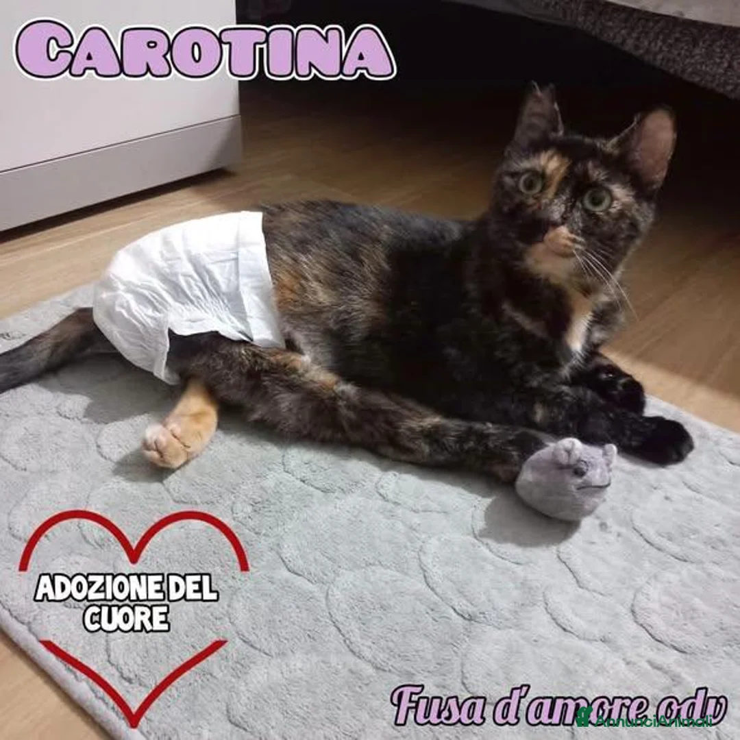 Europeo gatti in regalo: CAROTINA, micia per adozione del cuore! - Annuncio 1