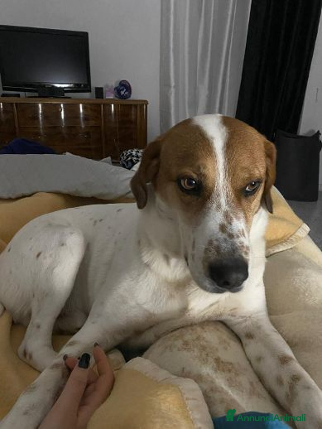 Meticcio cani in regalo: TOMMY bravo in casa!  - Annuncio 4