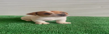 Urbin Jack Russell 