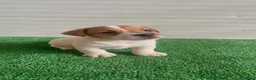 Jack Russell cani in vendita: Jack Russell Cuccioli  - Annuncio 7
