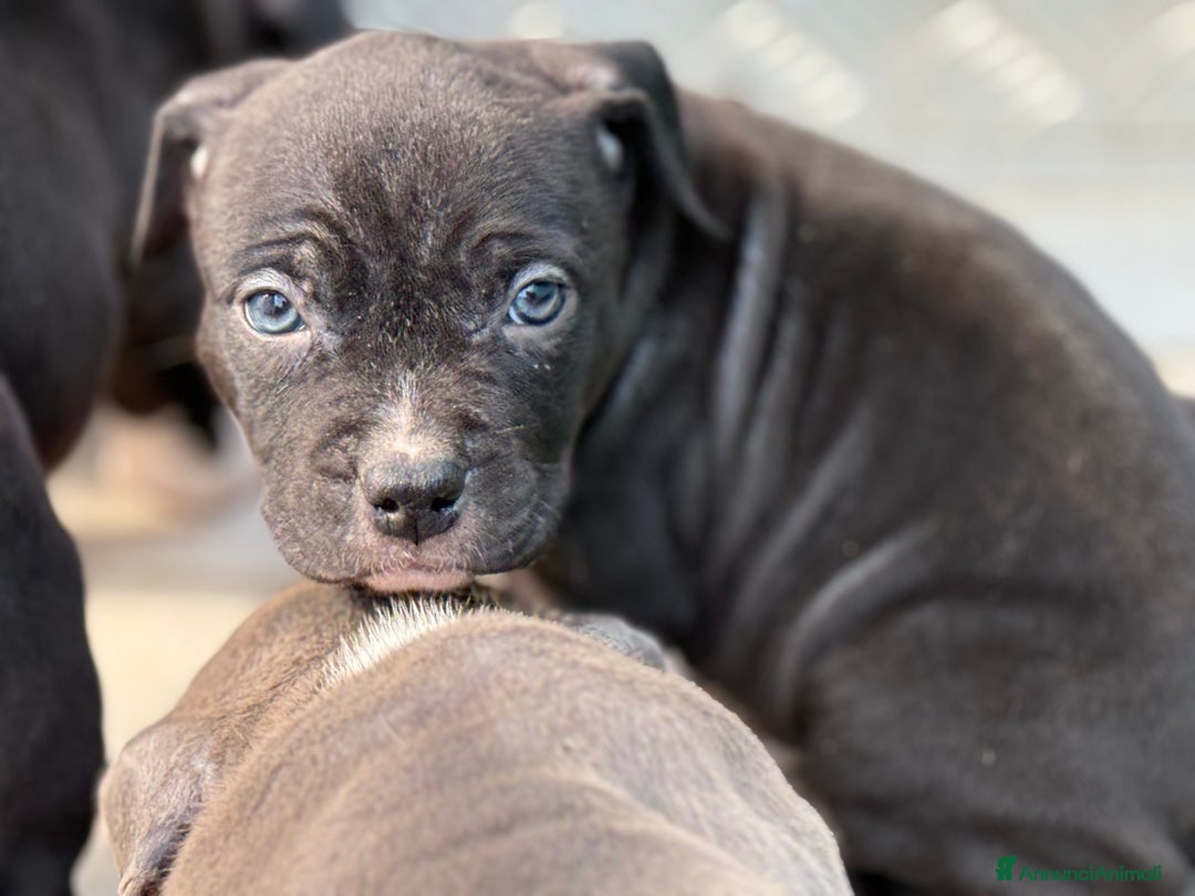 American Staffordshire cani in vendita: Cuccioli Amstaff neri a Città metropolitana di Milano - Immagine 4