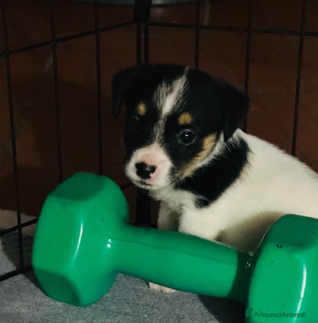 Jack Russell cani in vendita: Jack Russell pelo broken/ruvido a Calenzano - Immagine 34