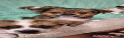 Pechinese cani in vendita: Cuccioli  - Annuncio 2