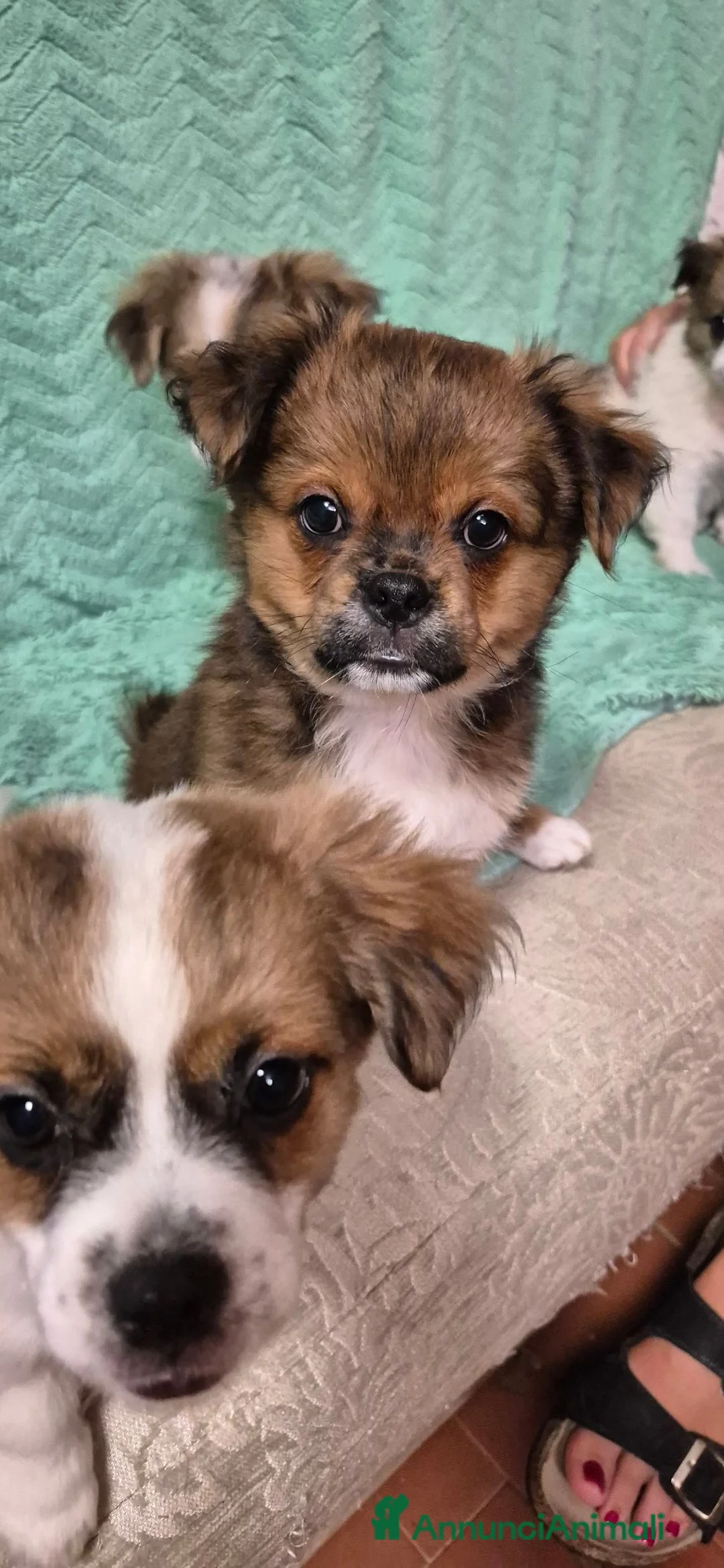 Pechinese cani in vendita: Cuccioli  - Annuncio 2