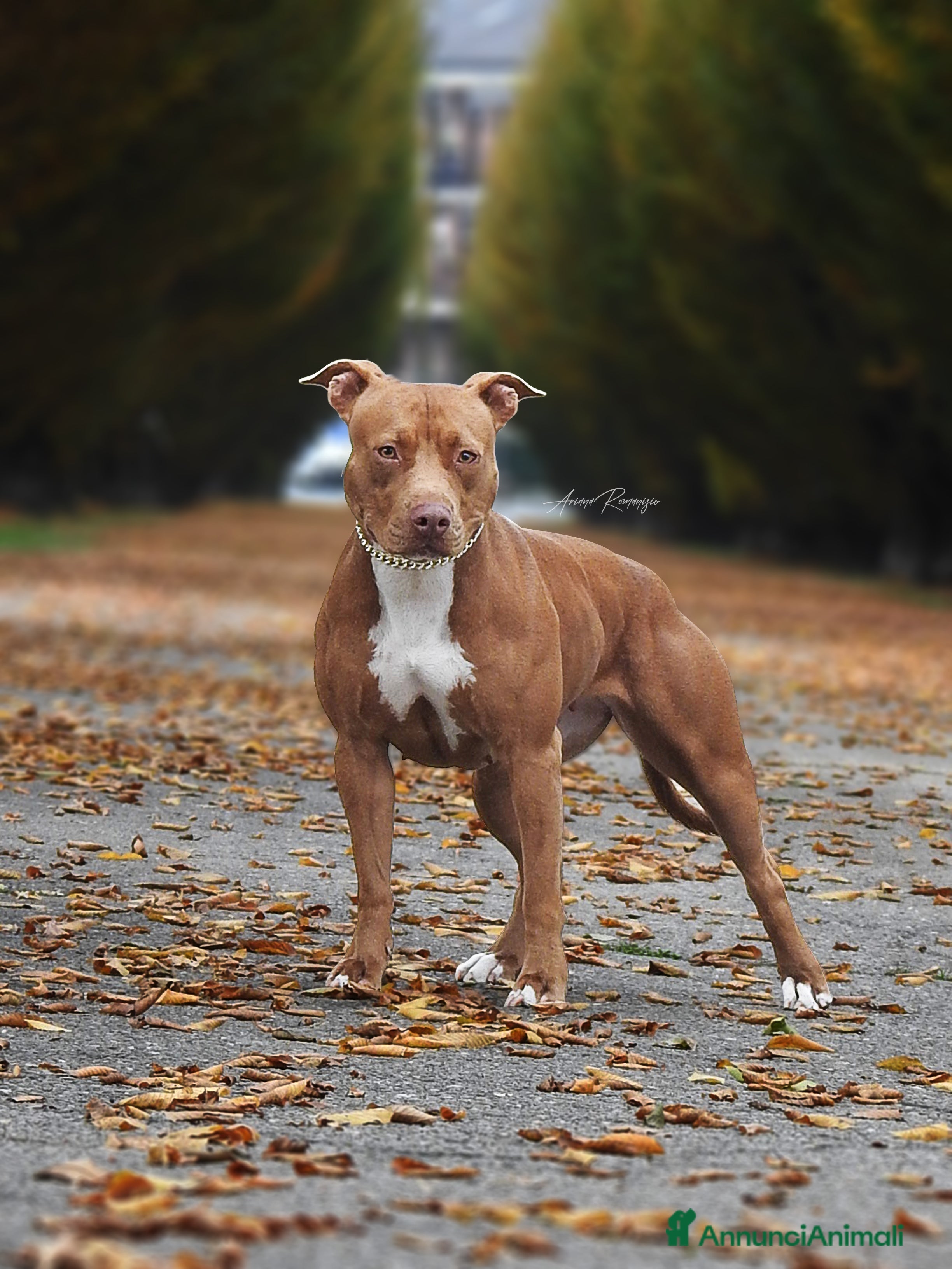 Pitbull cani American Pitbull terrier ukc  - Annuncio 1