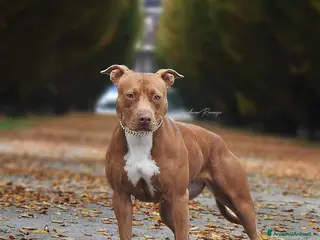 Pitbull cani American Pitbull terrier ukc - Annuncio 1