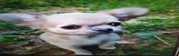 Chihuahua cani in vendita: Chihuahua cucciolo maschietto pelo lungo  - Annuncio 7