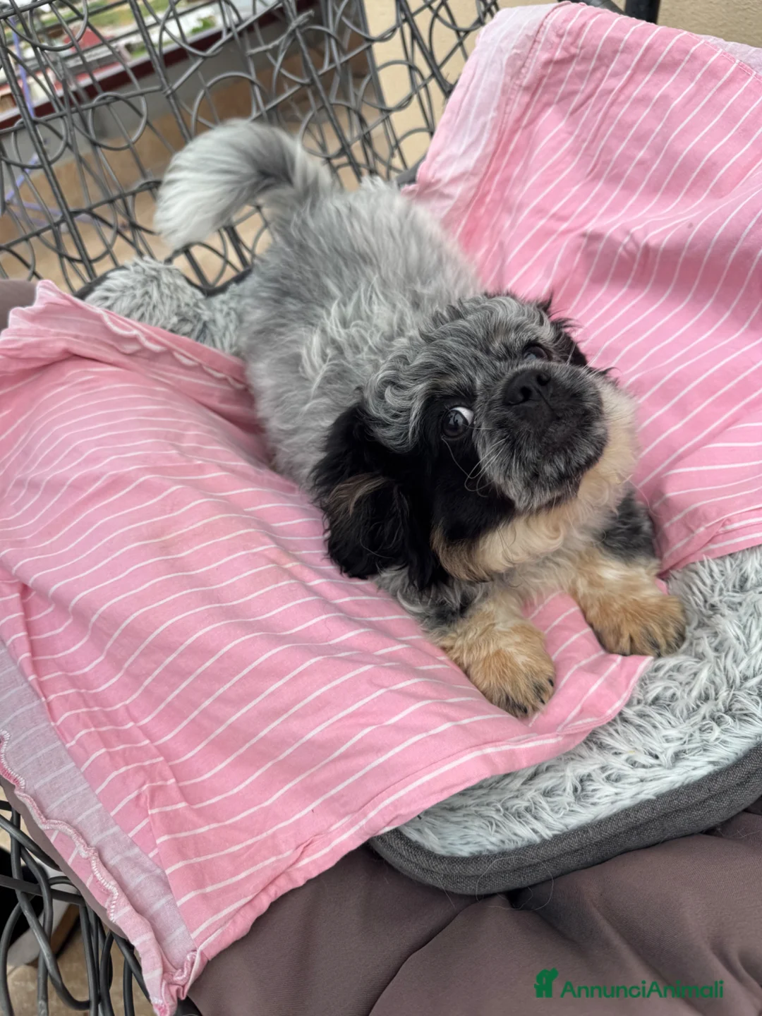 Pechinese cani in vendita: Cucciolo maschio pechinese - Annuncio 2