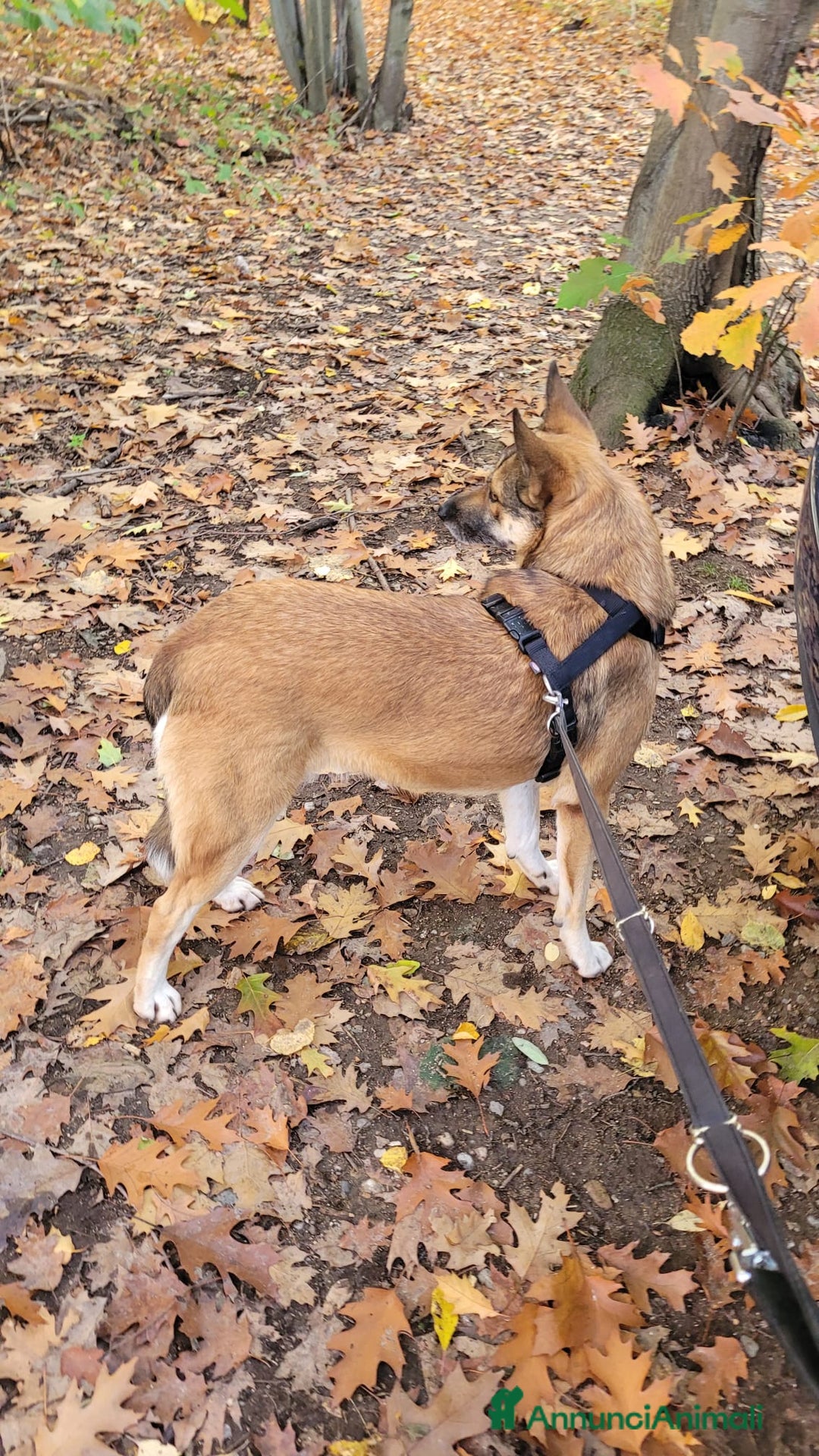 Meticcio cani in regalo: Splendida Lupetta ANAIS a Città metropolitana di Milano - Annuncio 10