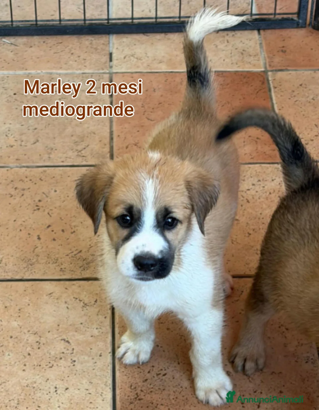 Meticcio cani in regalo: CUCCIOLI IN CERCA DI FAMIGLIE  a Provincia di Prato - Annuncio 10