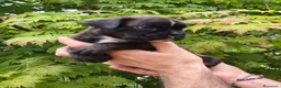 Boxer cani in vendita: Boxer cucciolo maschio - Annuncio 4