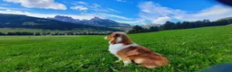 Australian Shepherd cani per accoppiamento: Australiano Red Tricolor  a Provincia di Ravenna - Annuncio 7