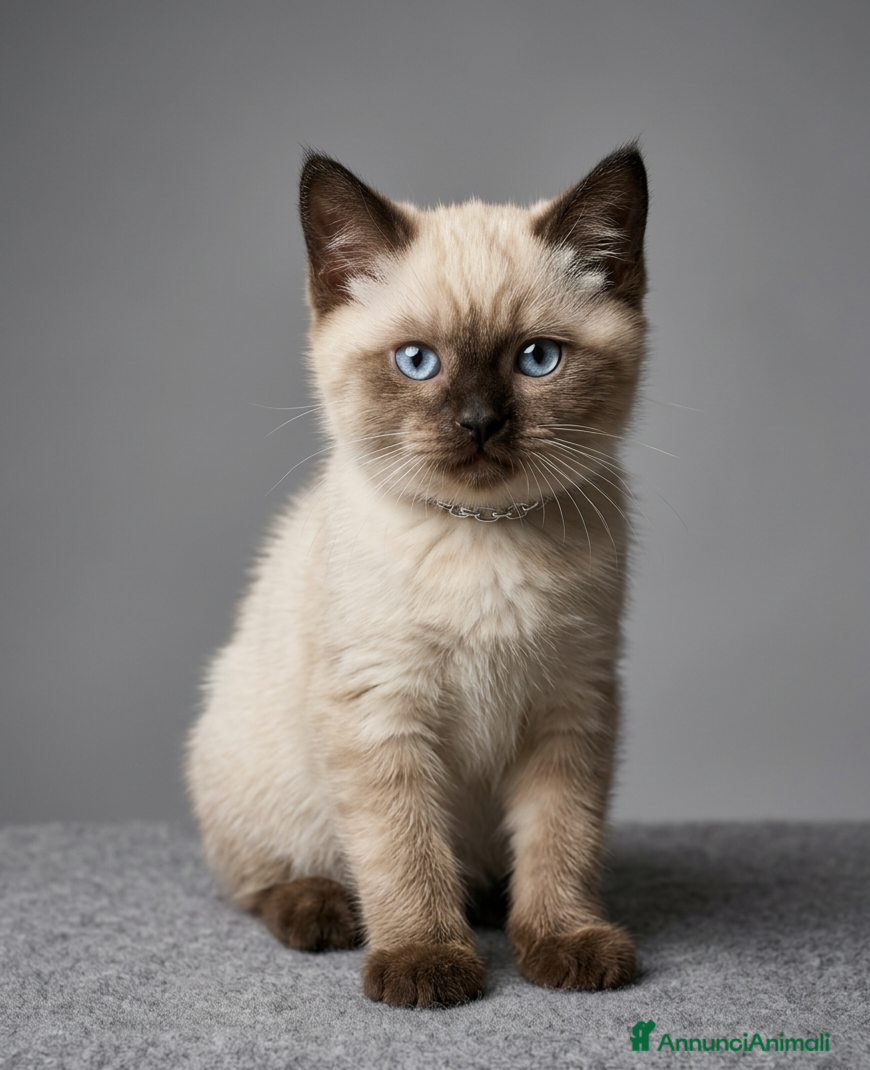 British gatti Scottish stright  - Annuncio 3