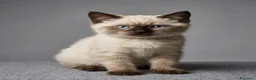 British gatti in vendita: Scottish stright  - Annuncio 1