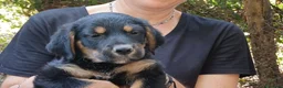 Meticcio cani in regalo: IL DOLCISSIMO MAIKO TI STA STA ASPETTANDO - Annuncio 2