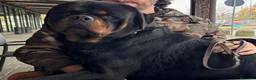 Rottweiler cani in vendita: Rottweiler pedigree Enci pagamenti rateali - Annuncio 3