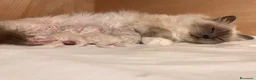 Sacro di Birmania gatti in vendita: Cuccioli di Sacro di Birmania - Annuncio 2